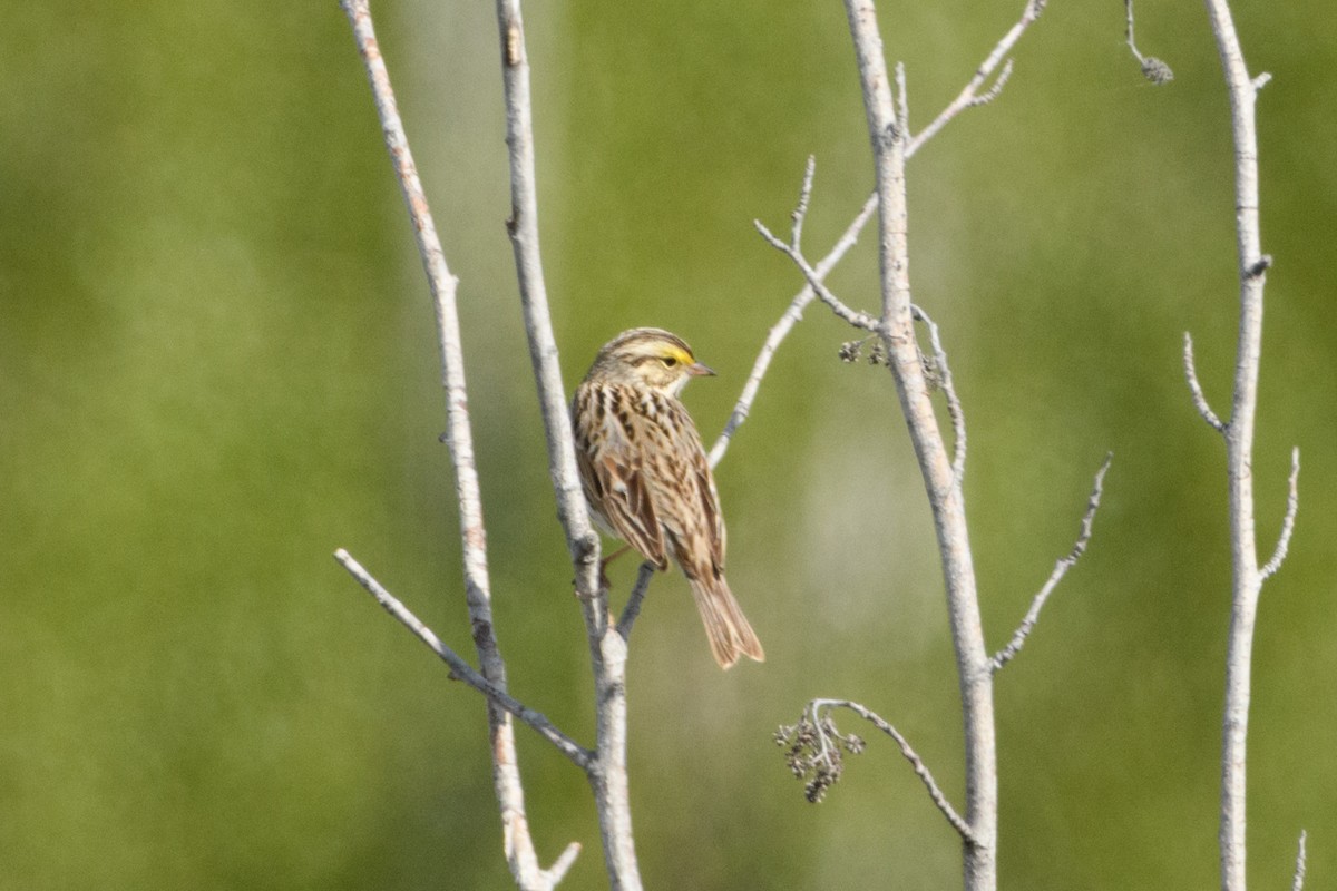 Savannah Sparrow - Jeremiah Fisher