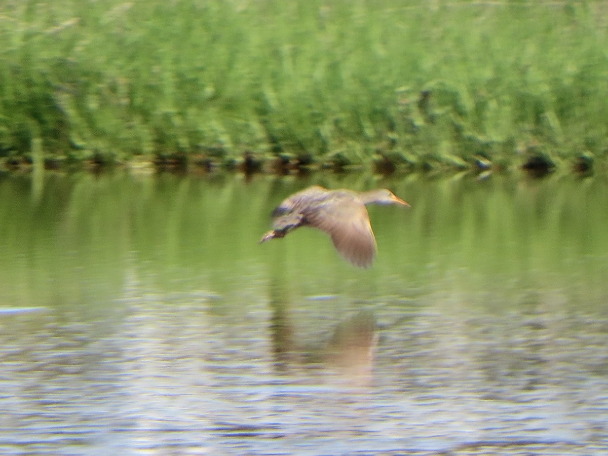 Clapper Rail (Atlantic Coast) - Vincent  Zollo