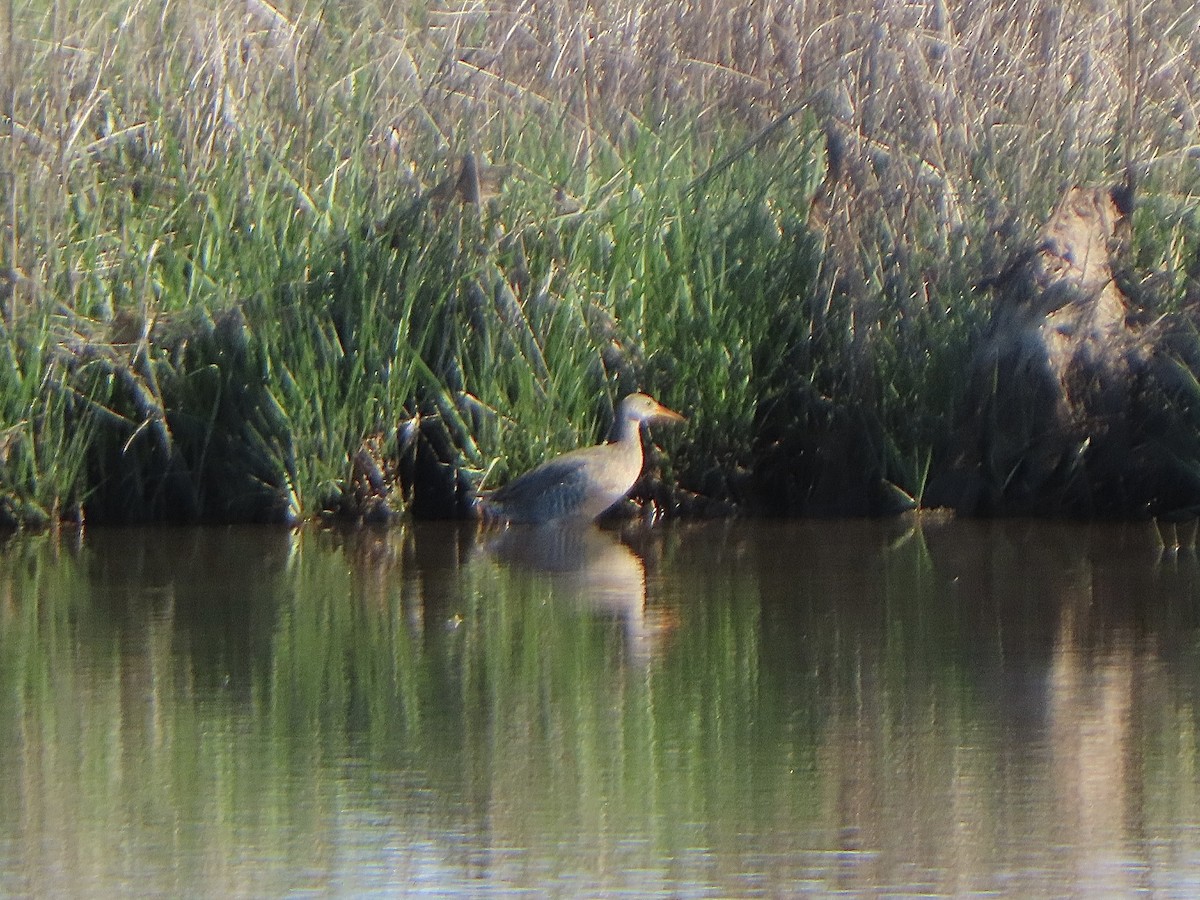 Clapper Rail (Atlantic Coast) - Vincent  Zollo