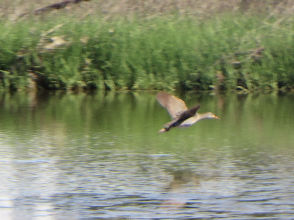 Clapper Rail (Atlantic Coast) - ML619583678