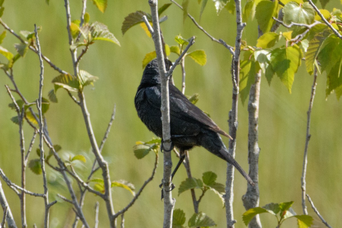 Rusty Blackbird - Jeremiah Fisher