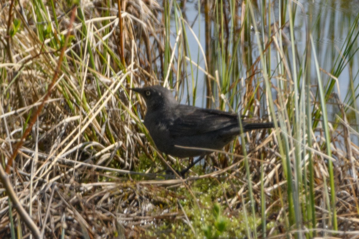 Rusty Blackbird - ML619583683