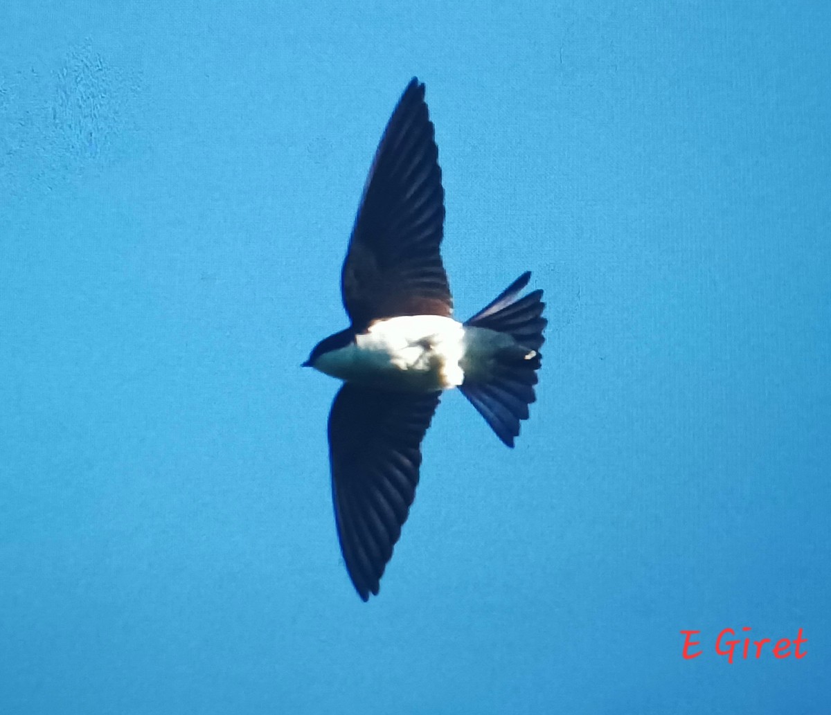 Tree Swallow - Éric giret