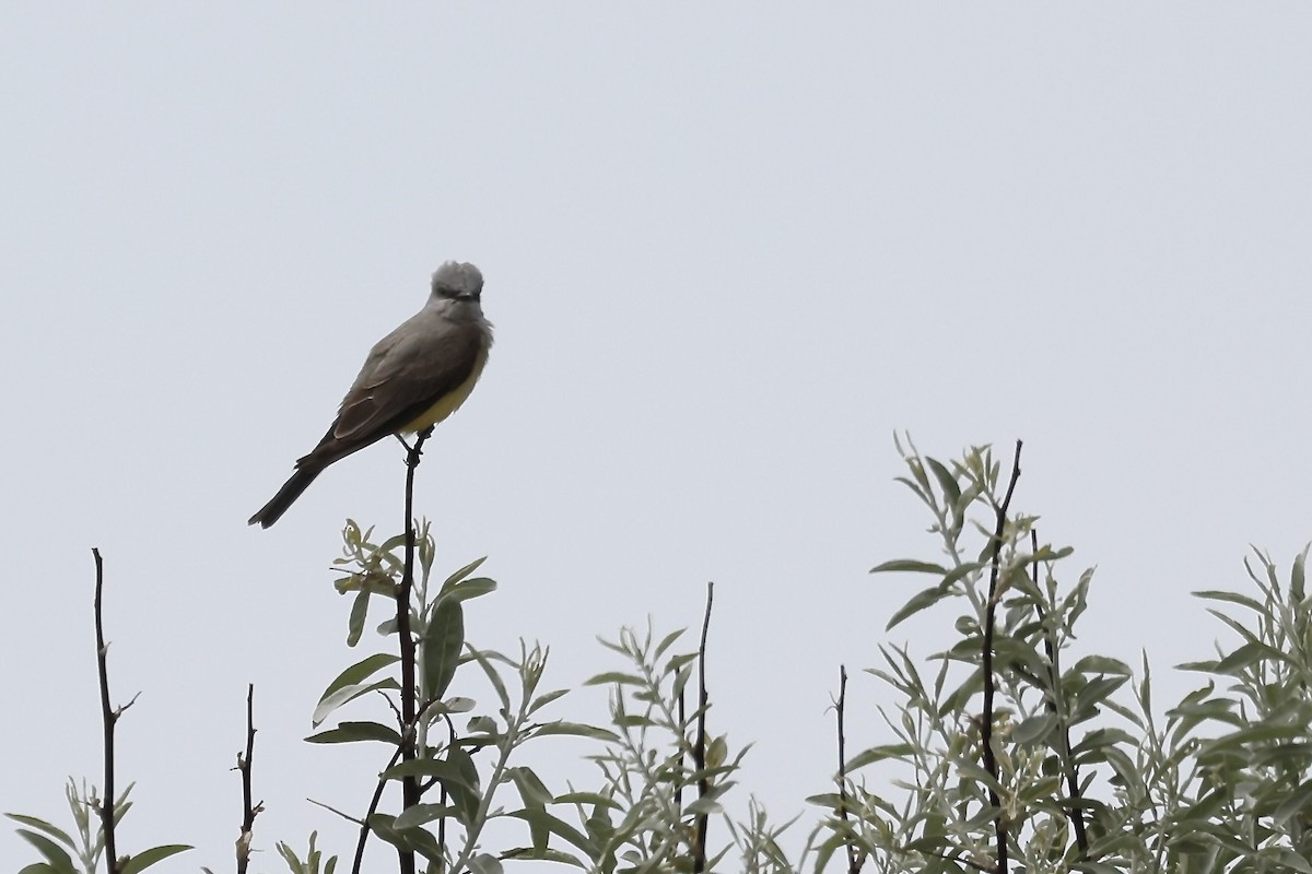 Western Kingbird - Karen Barlow