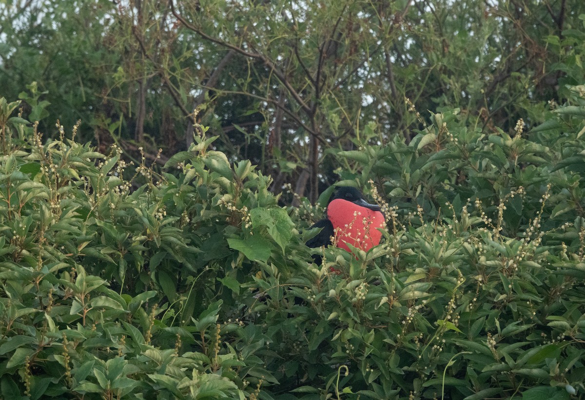 frigatebird sp. - Jodi  Chambers