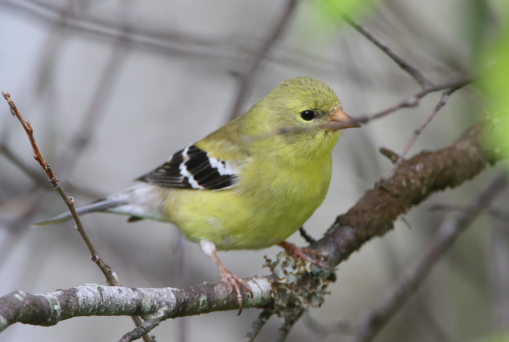 Chardonneret jaune - ML619583696