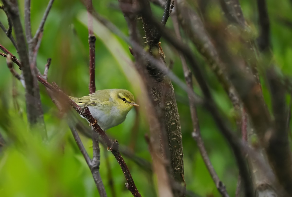 Wood Warbler - Silas Olofson