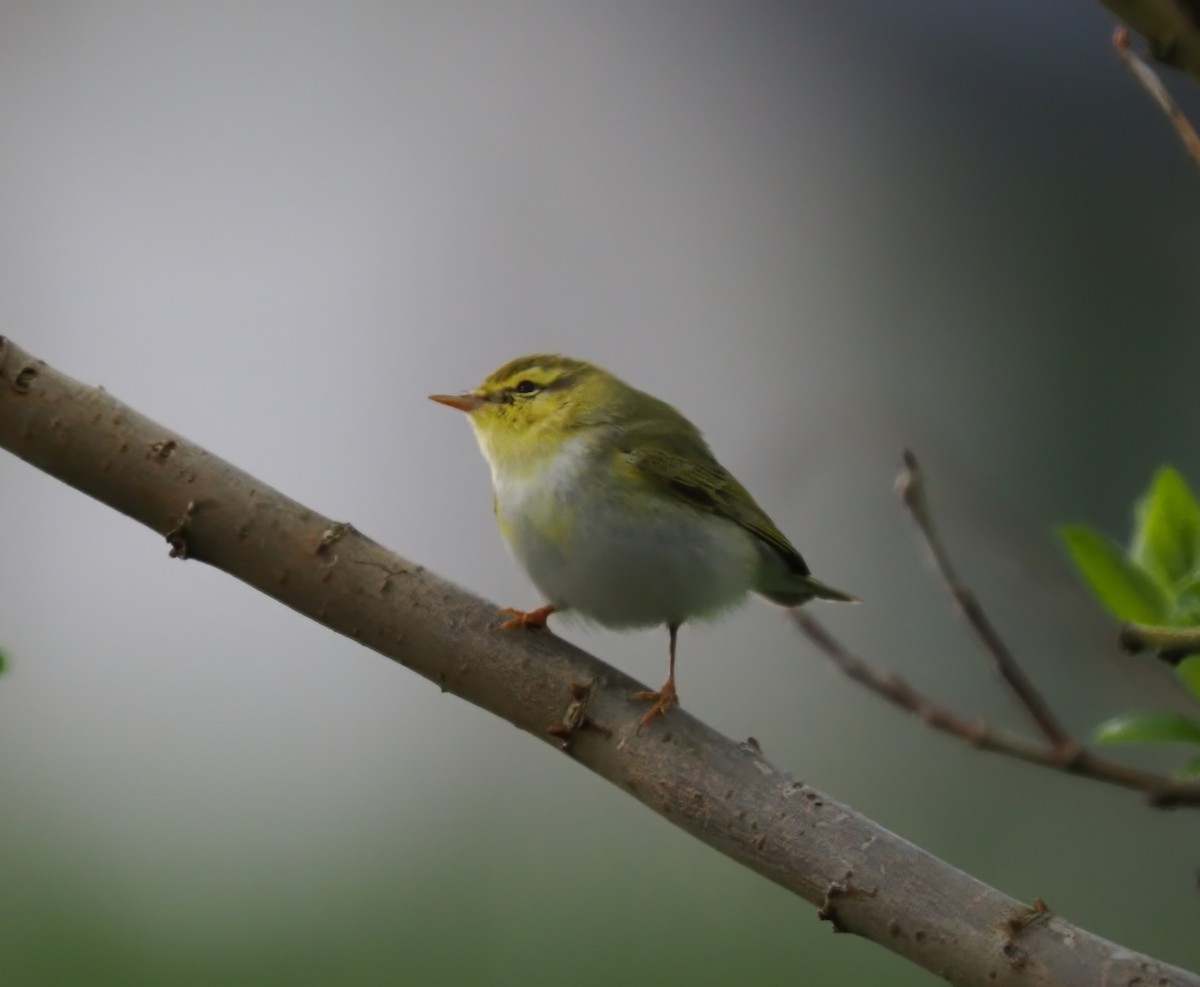 Wood Warbler - Silas Olofson