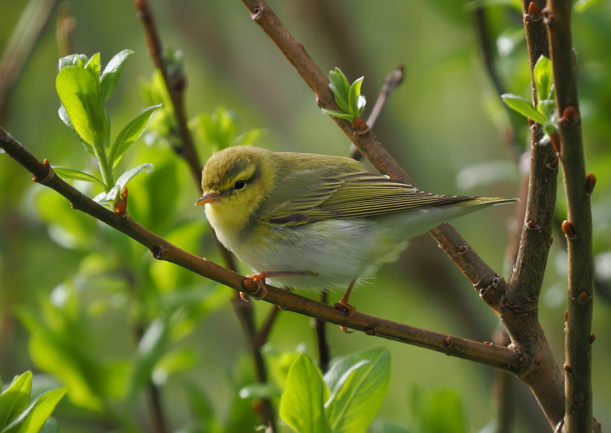 Wood Warbler - Silas Olofson