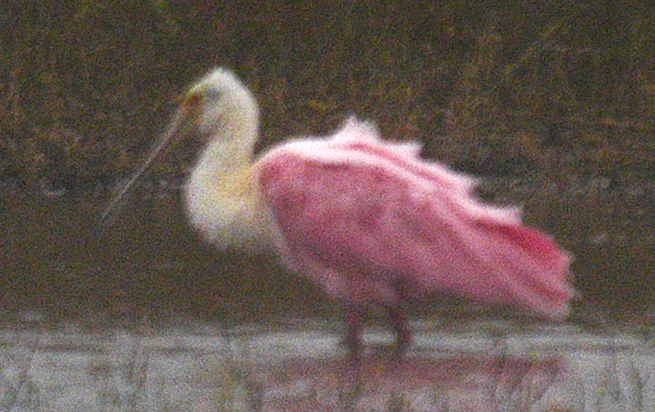 Roseate Spoonbill - ML619583703