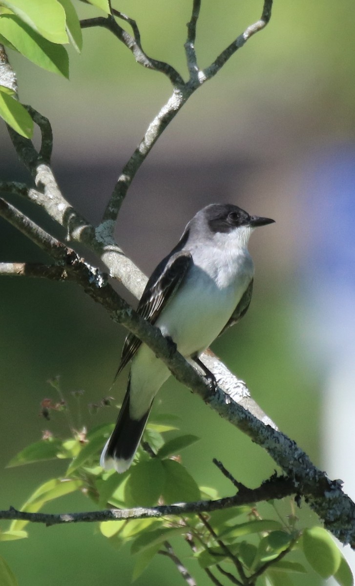 Eastern Kingbird - Kelly Krechmer