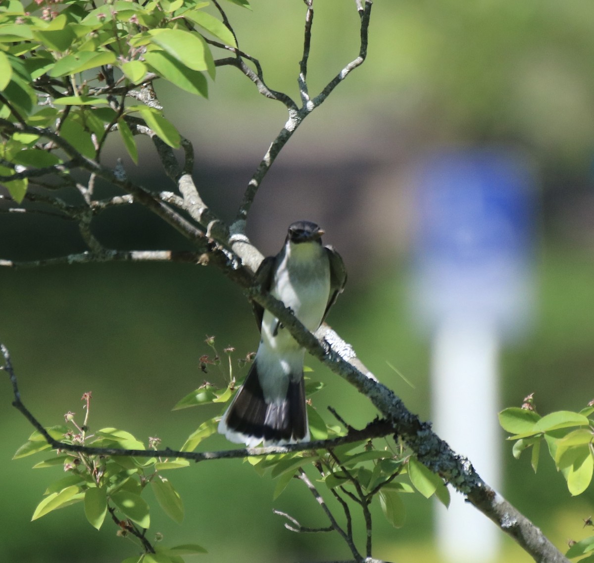 Eastern Kingbird - Kelly Krechmer