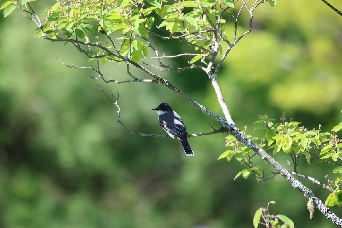 Eastern Kingbird - Kelly Krechmer