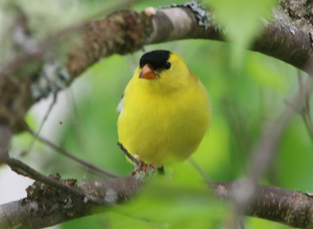 American Goldfinch - Carlos  Gomez