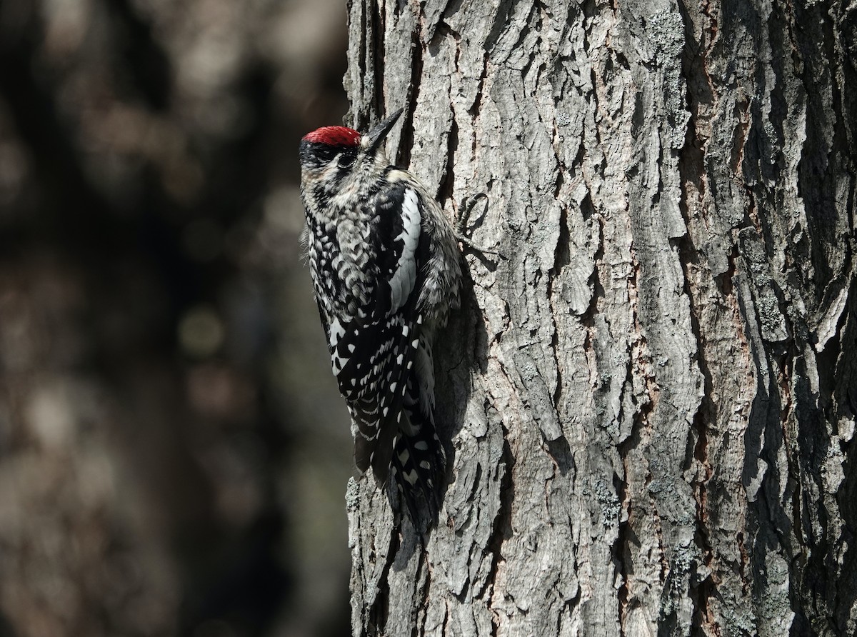 Yellow-bellied Sapsucker - ML619583714