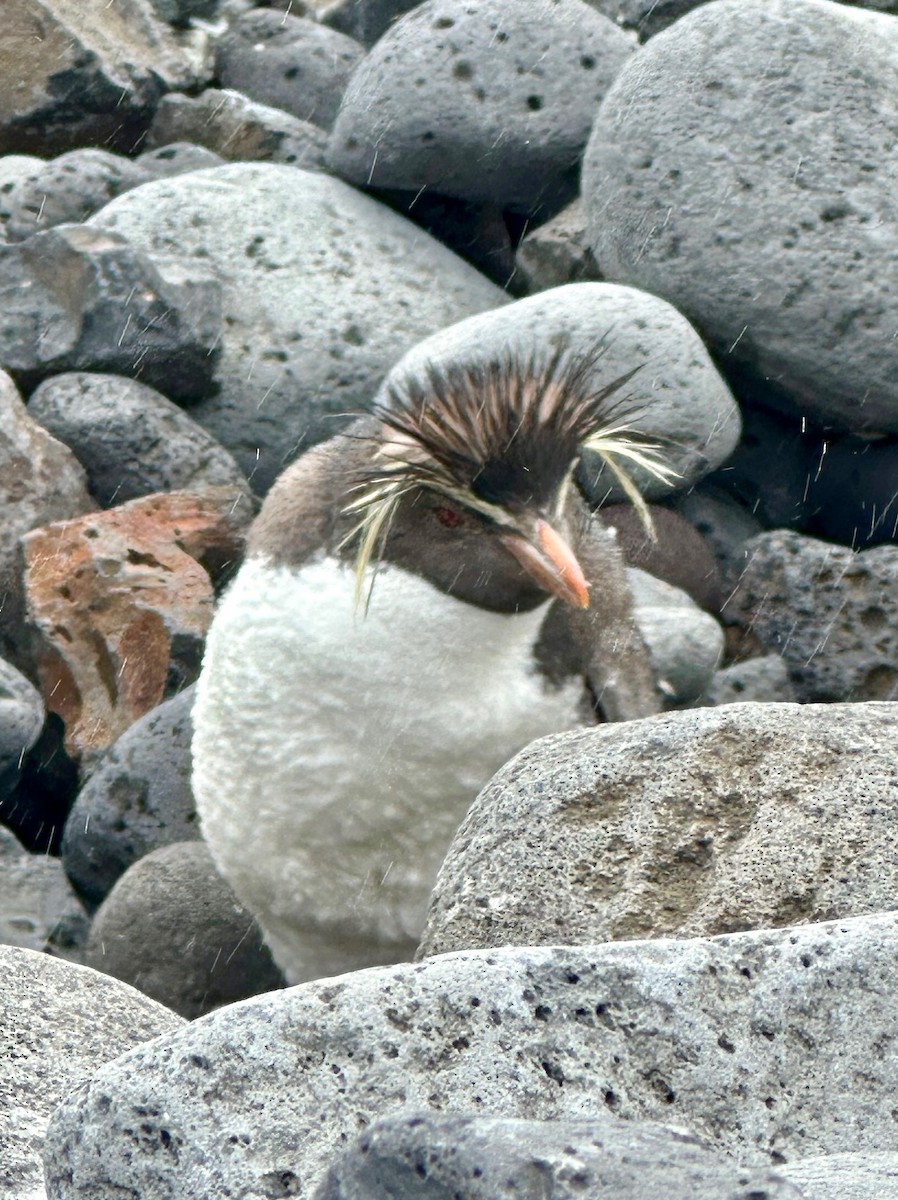 Pingüino Saltarrocas Septentrional - ML619583715