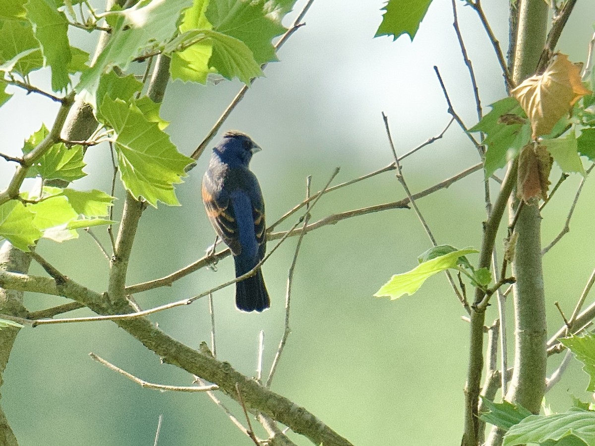 Blue Grosbeak - Julia Gross