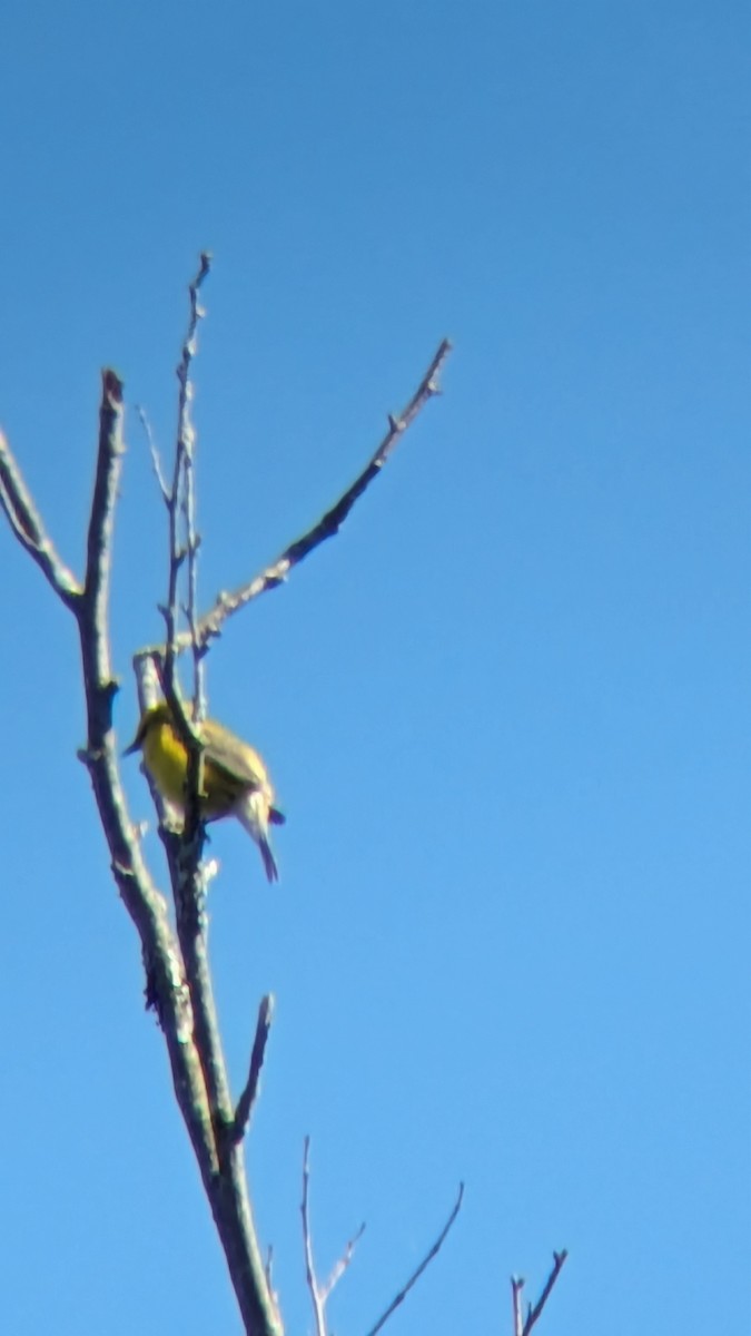 Blue-winged Warbler - Bill Dorner