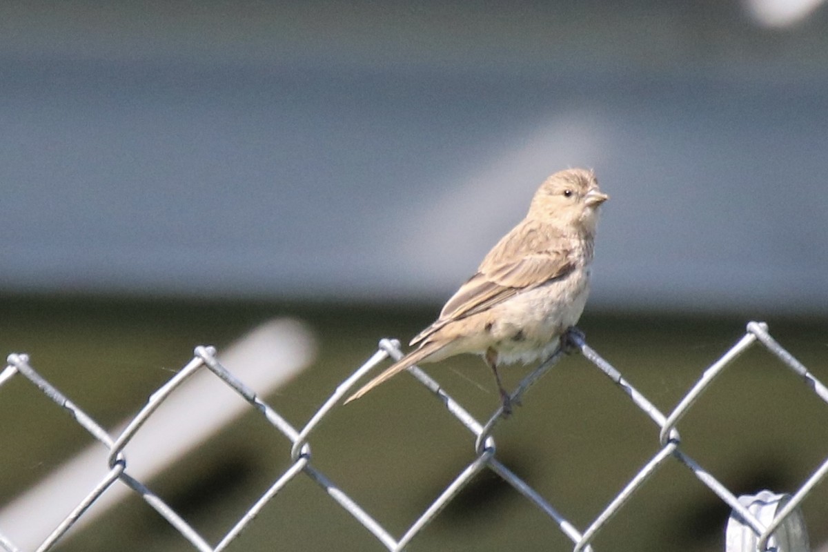 House Finch - Kelly Krechmer