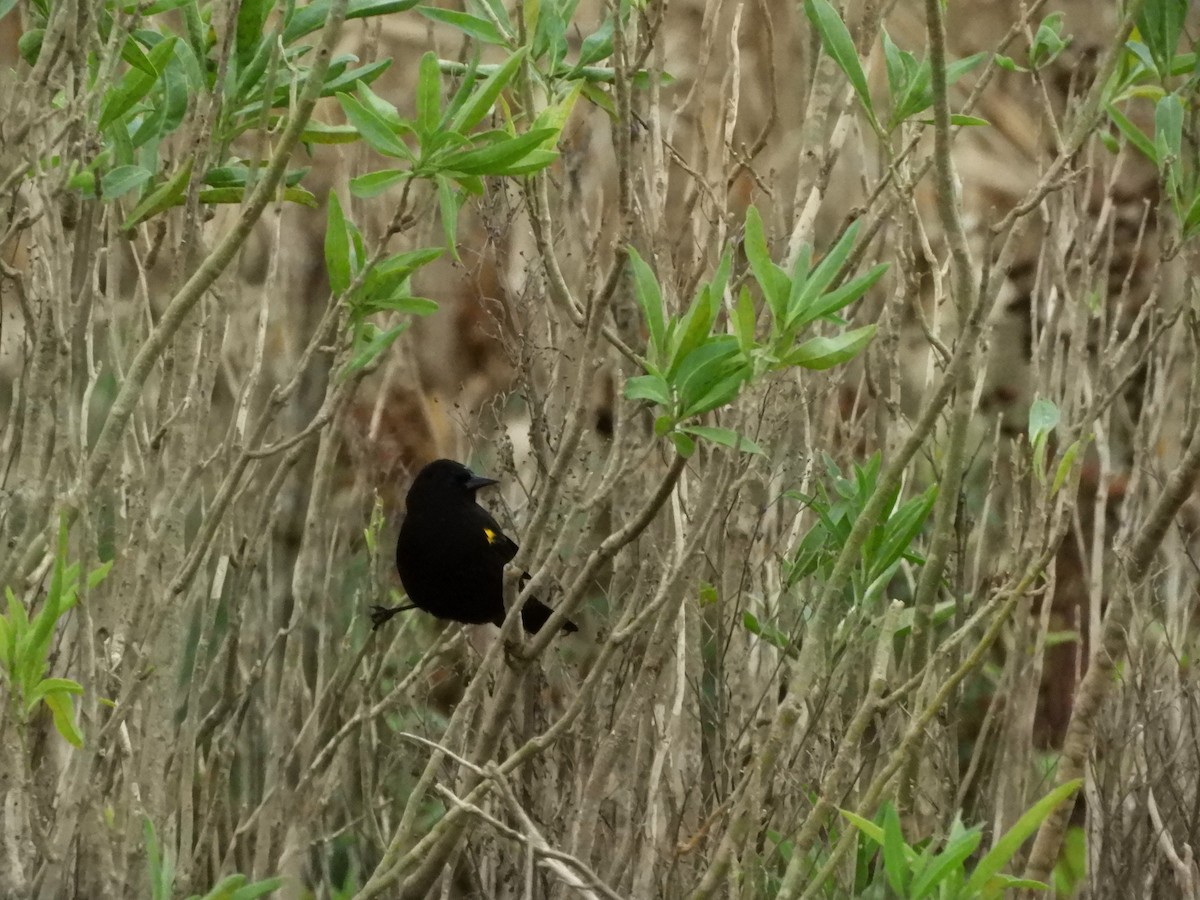 Yellow-winged Blackbird - inés otero