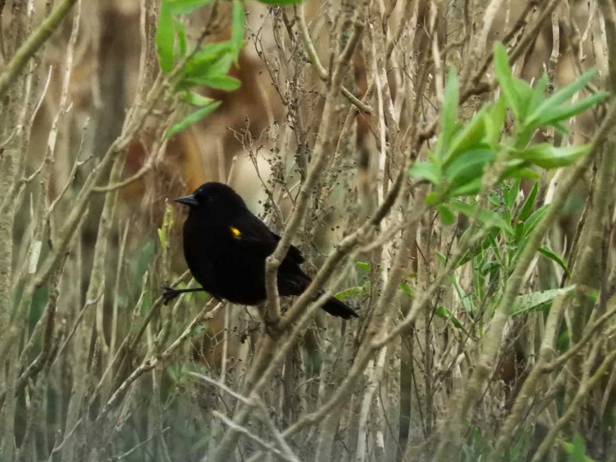 Yellow-winged Blackbird - inés otero