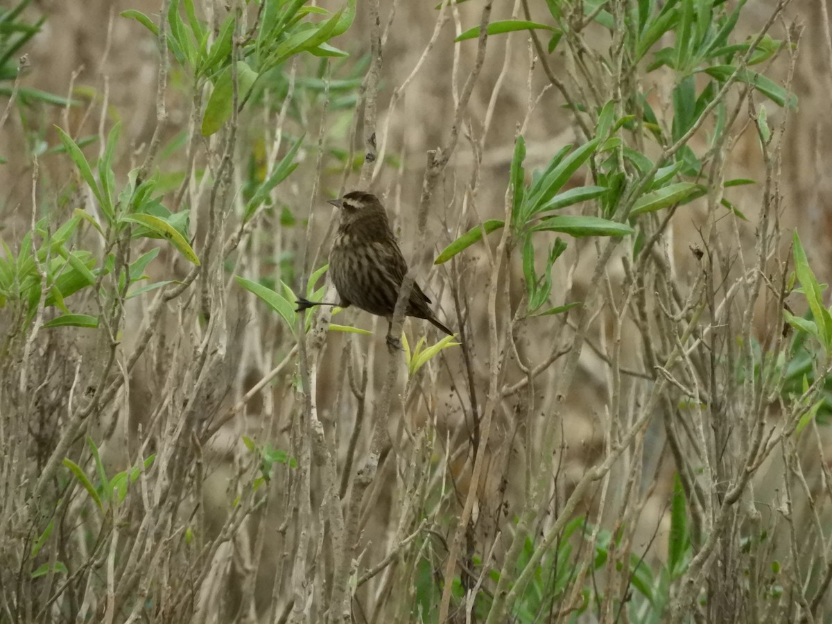 Yellow-winged Blackbird - inés otero