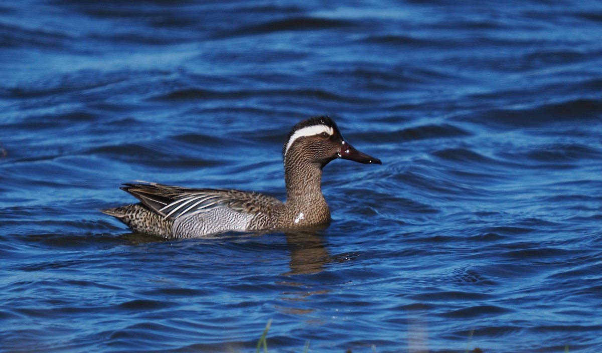 Garganey - ML619583735