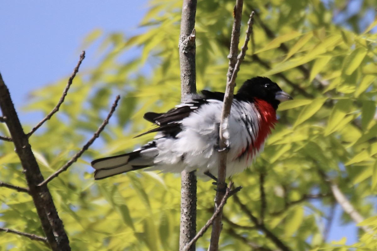 Rose-breasted Grosbeak - ML619583740