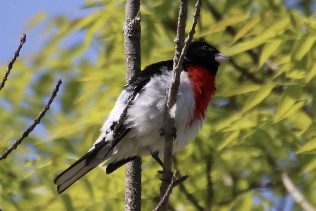 Rose-breasted Grosbeak - ML619583741