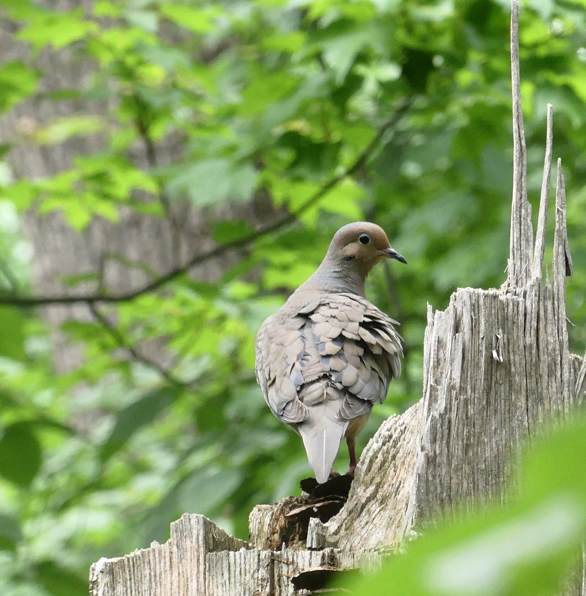 Mourning Dove - amy pickering