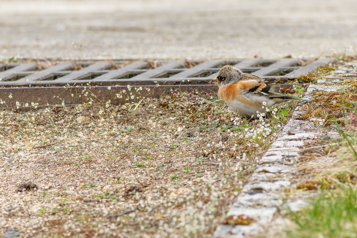 Brambling - Gabi Uhrova