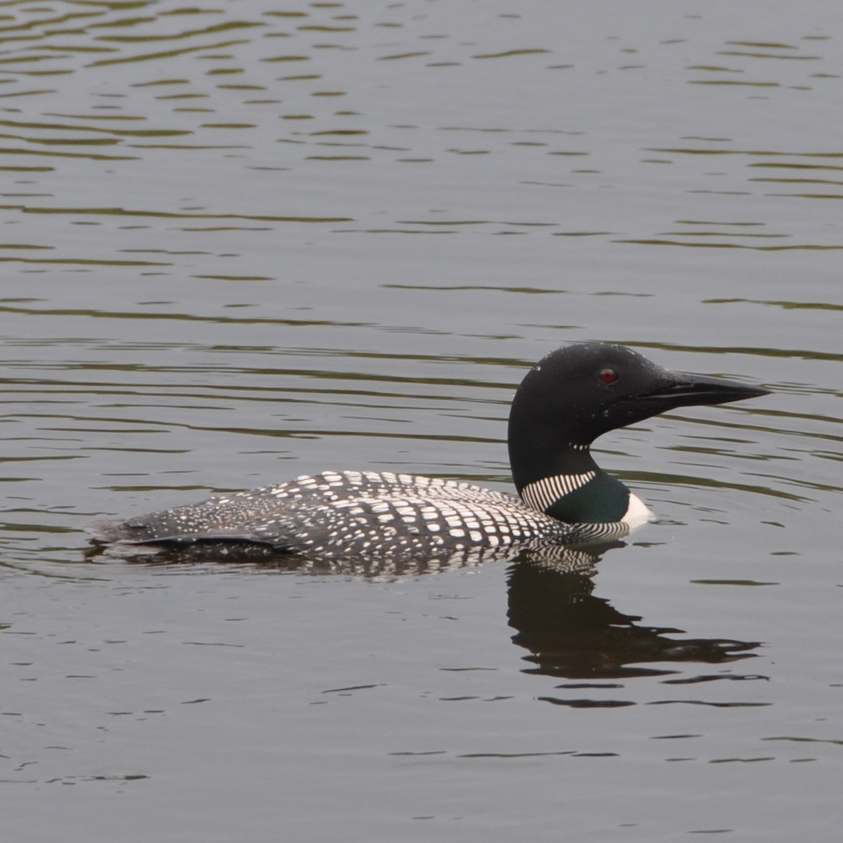 Common Loon - Mark Nofsinger