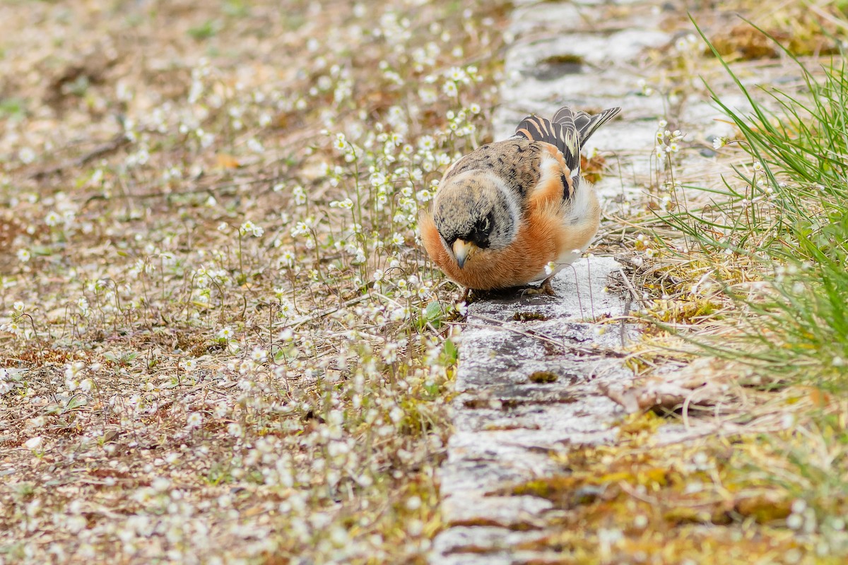 Brambling - Gabi Uhrova