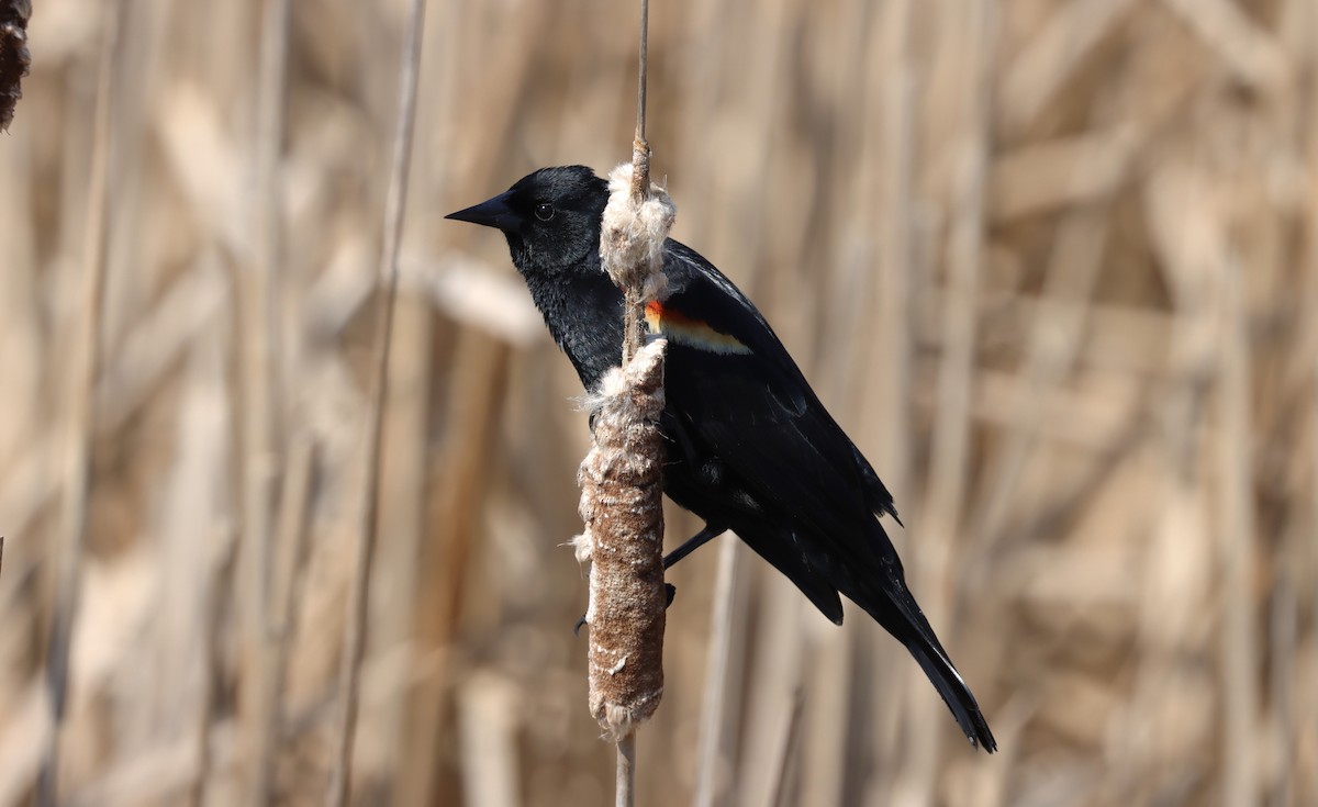 Red-winged Blackbird (Red-winged) - Jim Miles