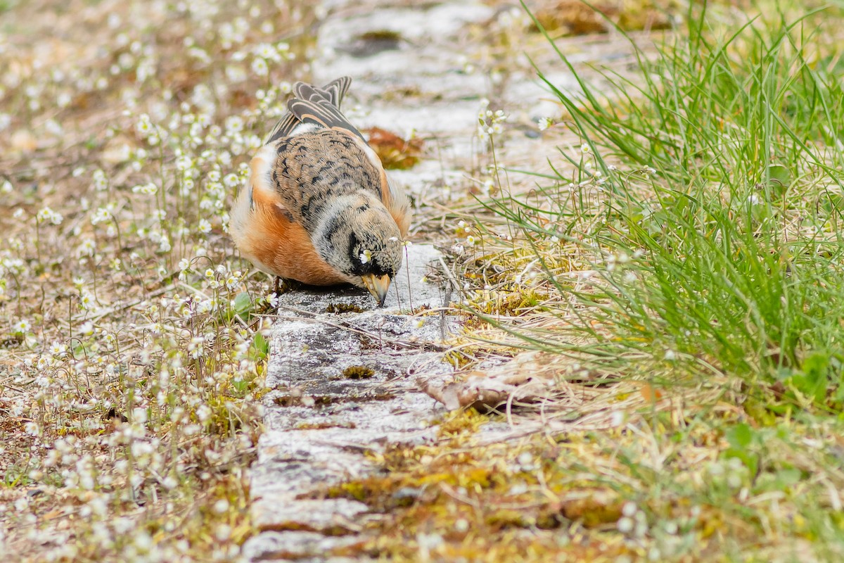 Brambling - Gabi Uhrova