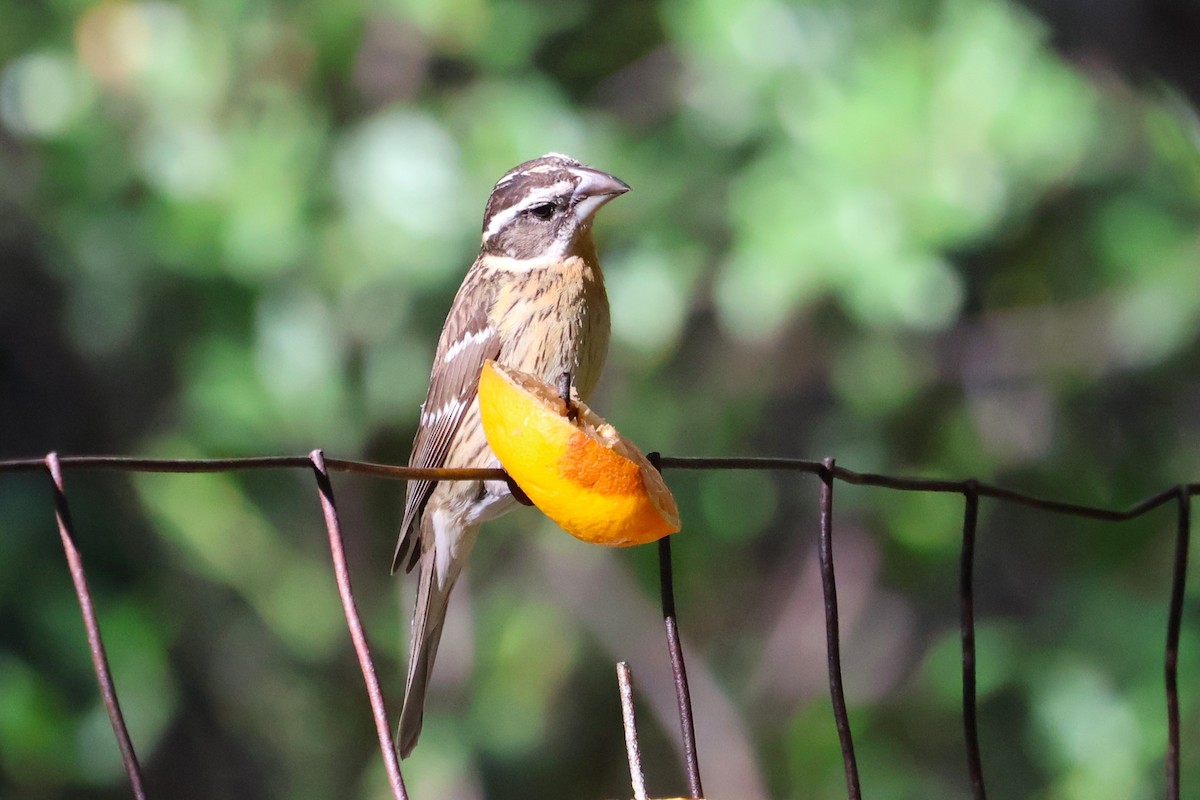 Black-headed Grosbeak - Tricia Vesely