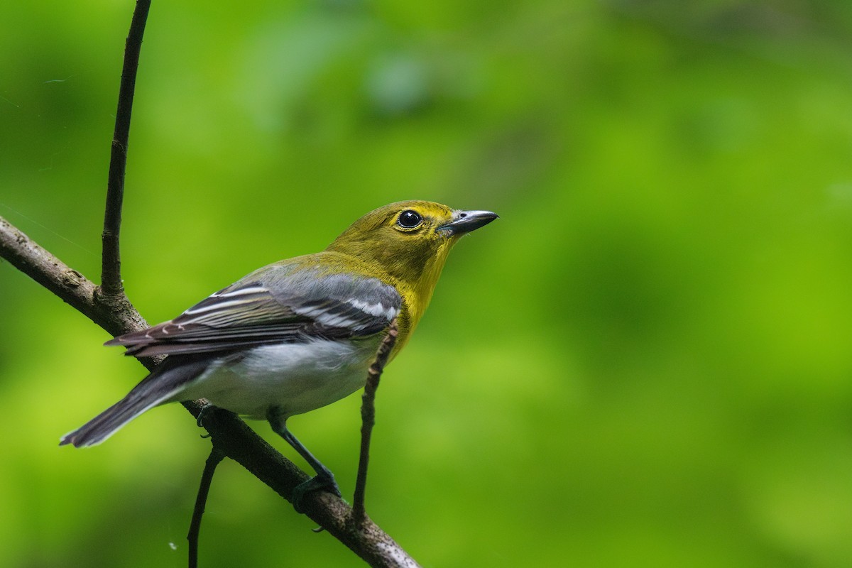 Yellow-throated Vireo - Ian Campbell