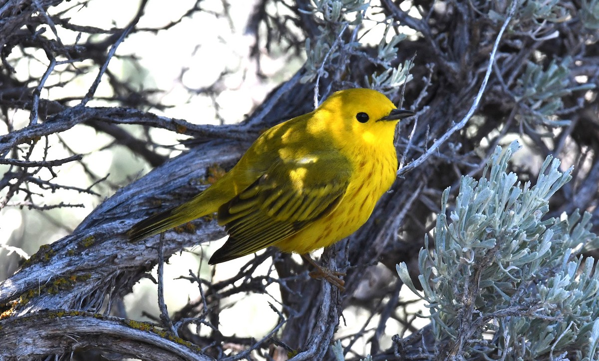 Yellow Warbler - Brent Farnsworth