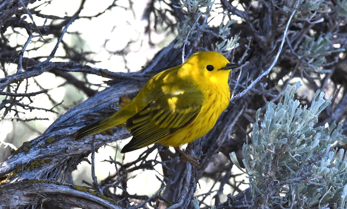Yellow Warbler (Northern) - ML619583770