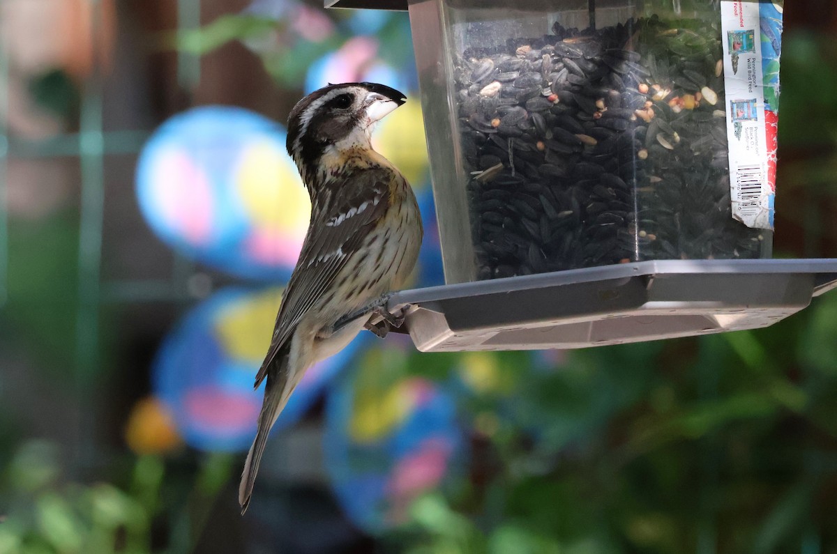 Black-headed Grosbeak - Tricia Vesely