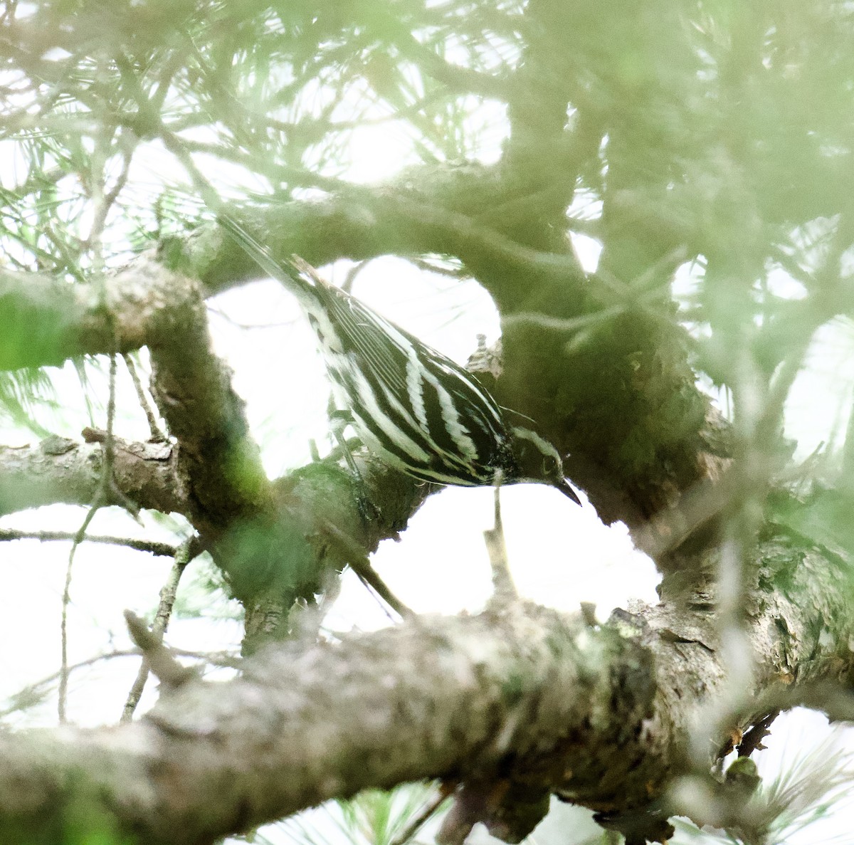 Black-and-white Warbler - Julia Gross