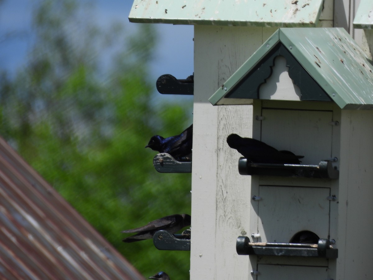 Purple Martin - Evan Houlding