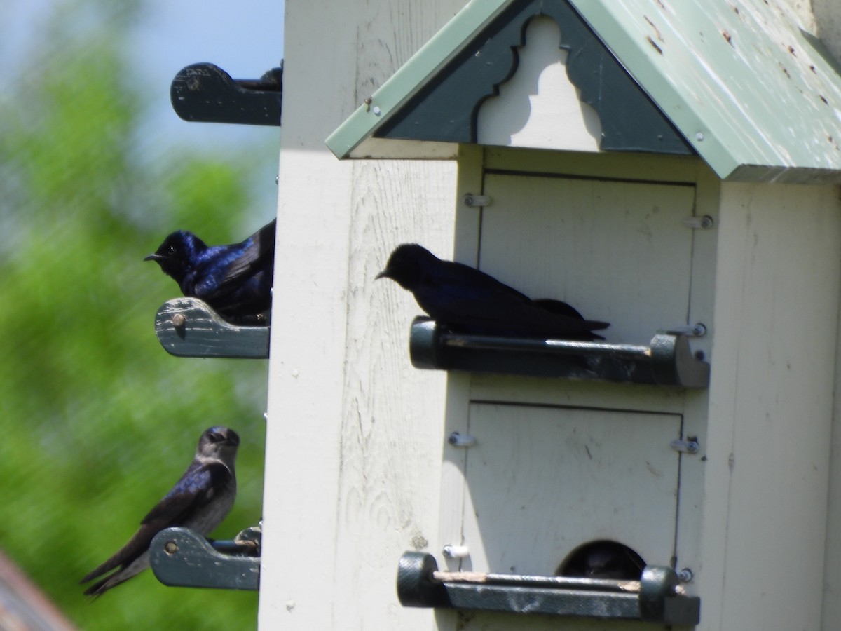 Purple Martin - Evan Houlding