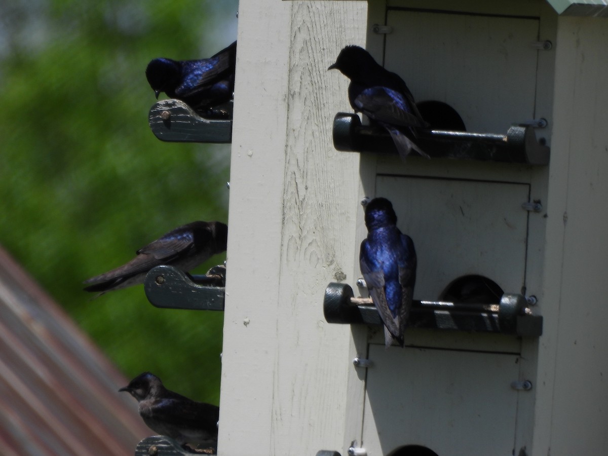 Purple Martin - Evan Houlding