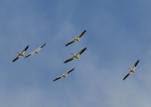 American White Pelican - patricia kuzma sell