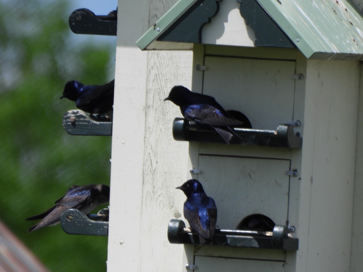 Purple Martin - Evan Houlding