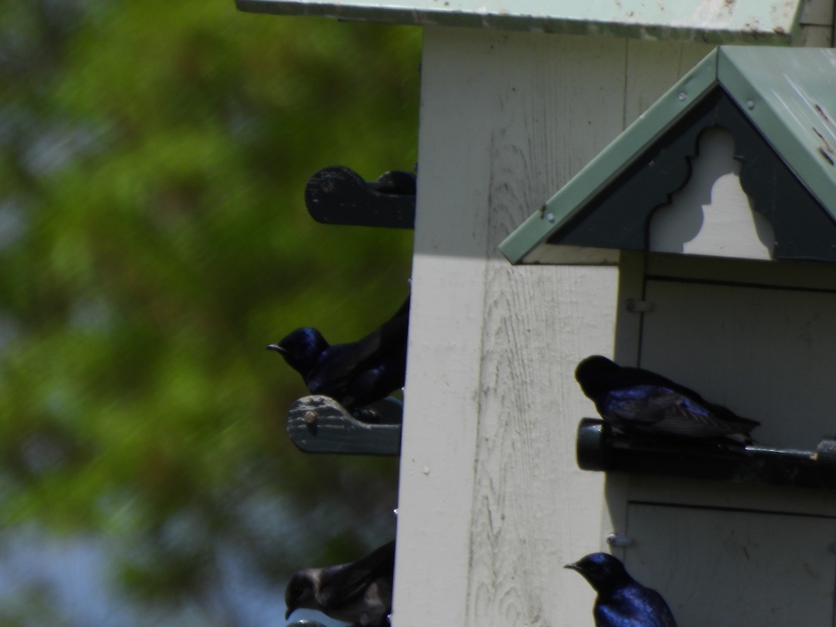 Purple Martin - Evan Houlding