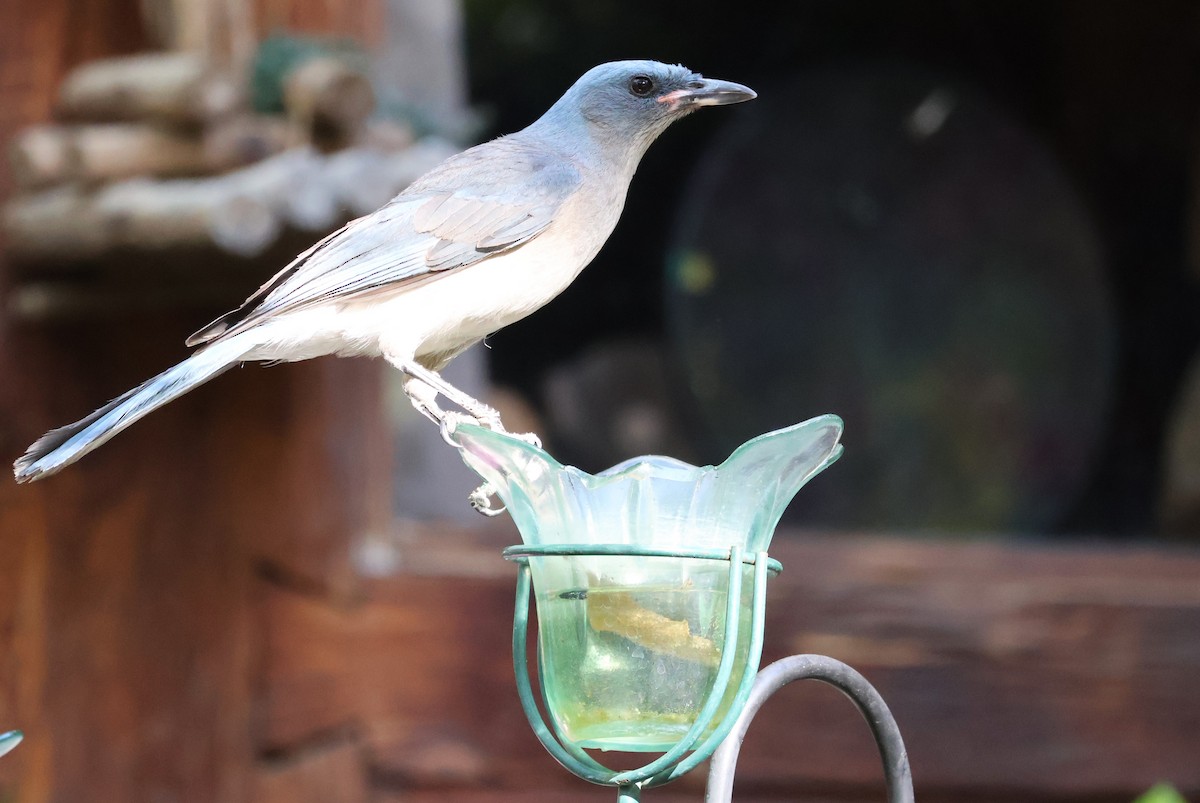 Mexican Jay - Tricia Vesely