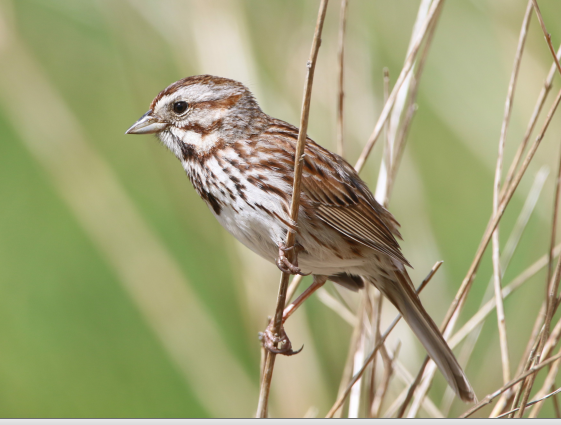 Song Sparrow - Carlos  Gomez