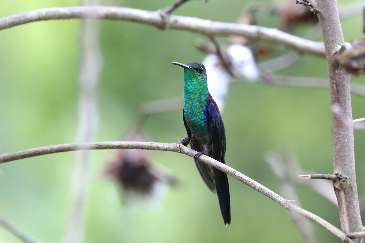 kolibřík pralesní - ML619583807